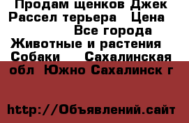 Продам щенков Джек Рассел терьера › Цена ­ 25 000 - Все города Животные и растения » Собаки   . Сахалинская обл.,Южно-Сахалинск г.